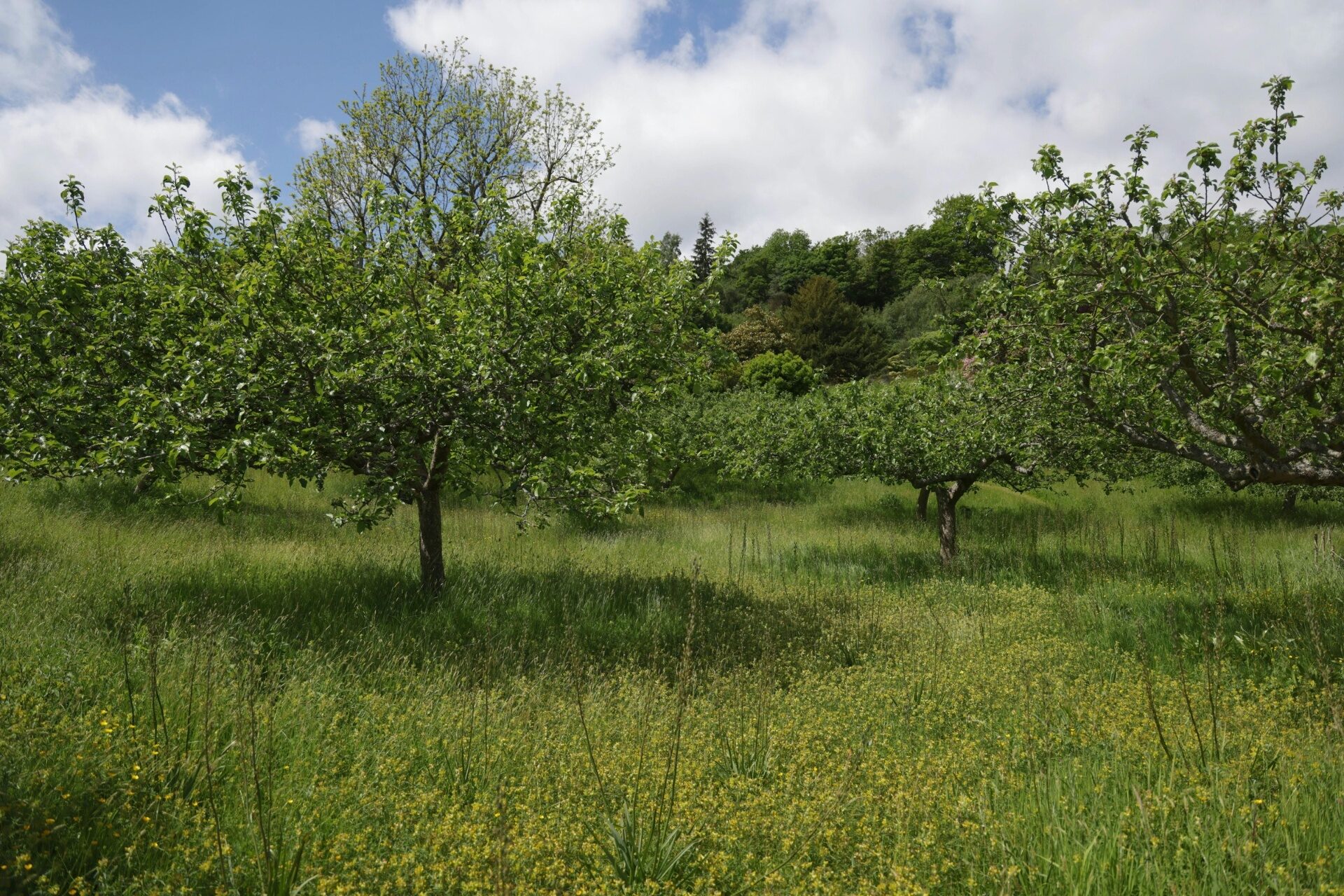 Plantation de vergers